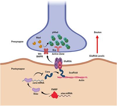 Dysregulation of BMP, Wnt, and Insulin Signaling in Fragile X Syndrome